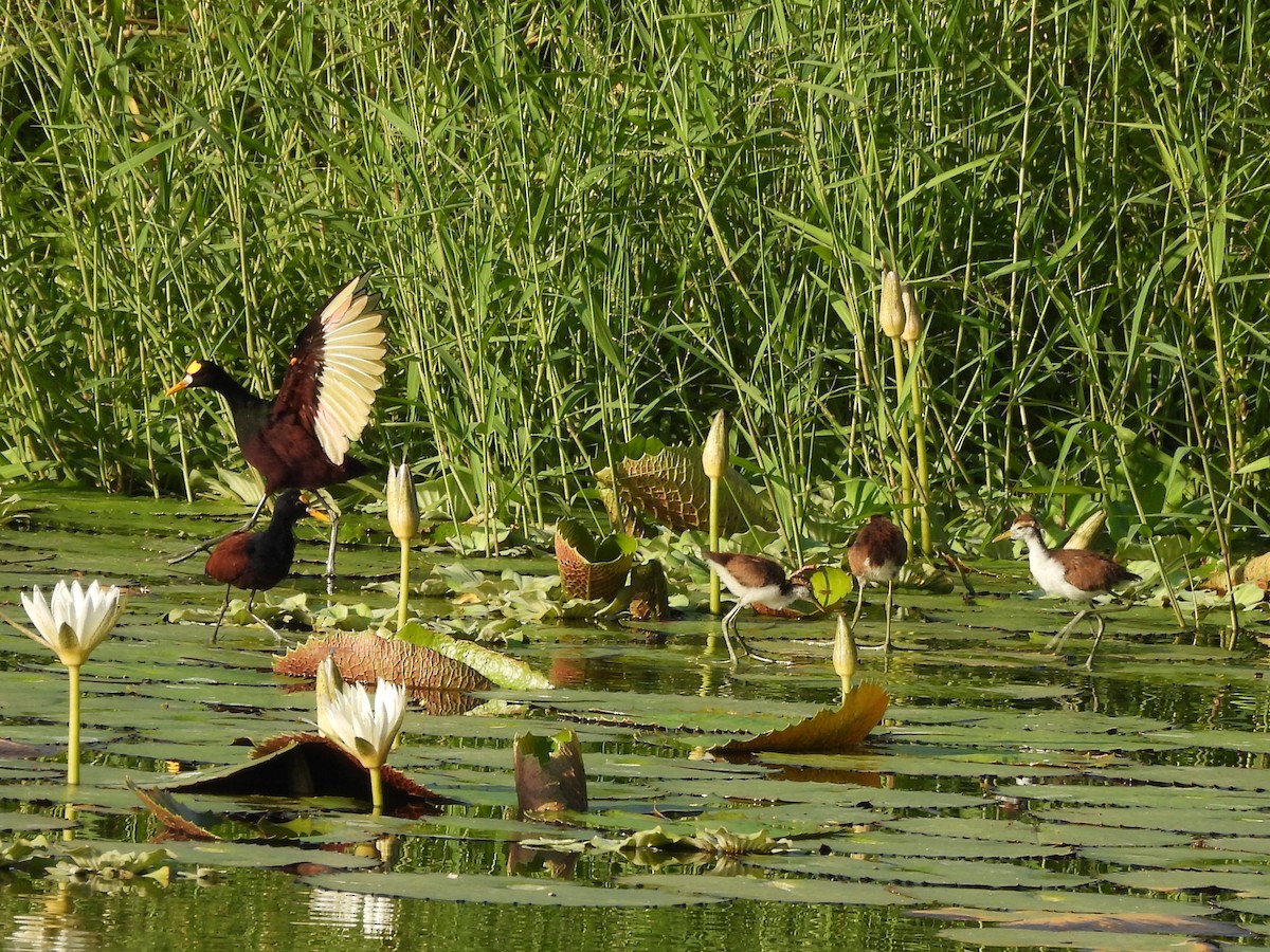 Northern Jacana - ML645504367