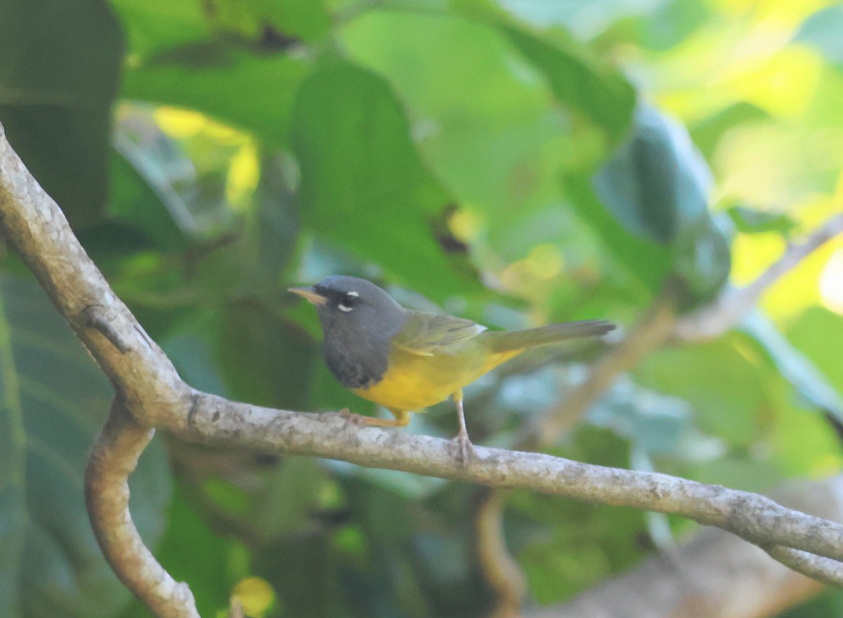 MacGillivray's Warbler - ML645504374