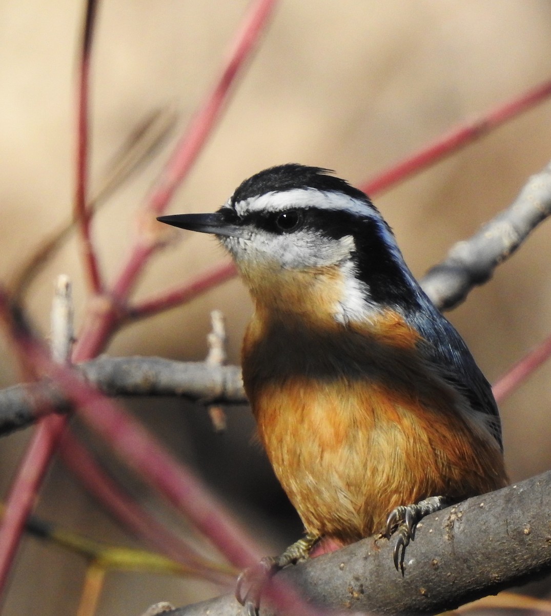 Red-breasted Nuthatch - ML645504376