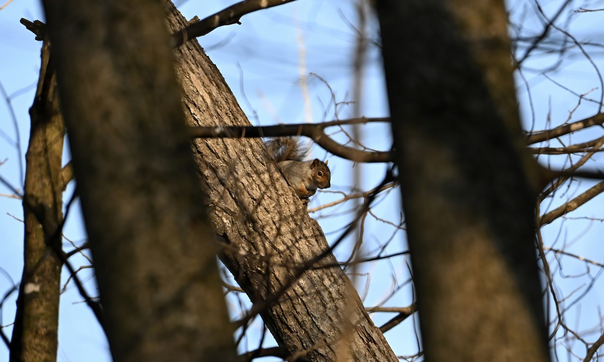 Eastern Gray Squirrel - ML645504378