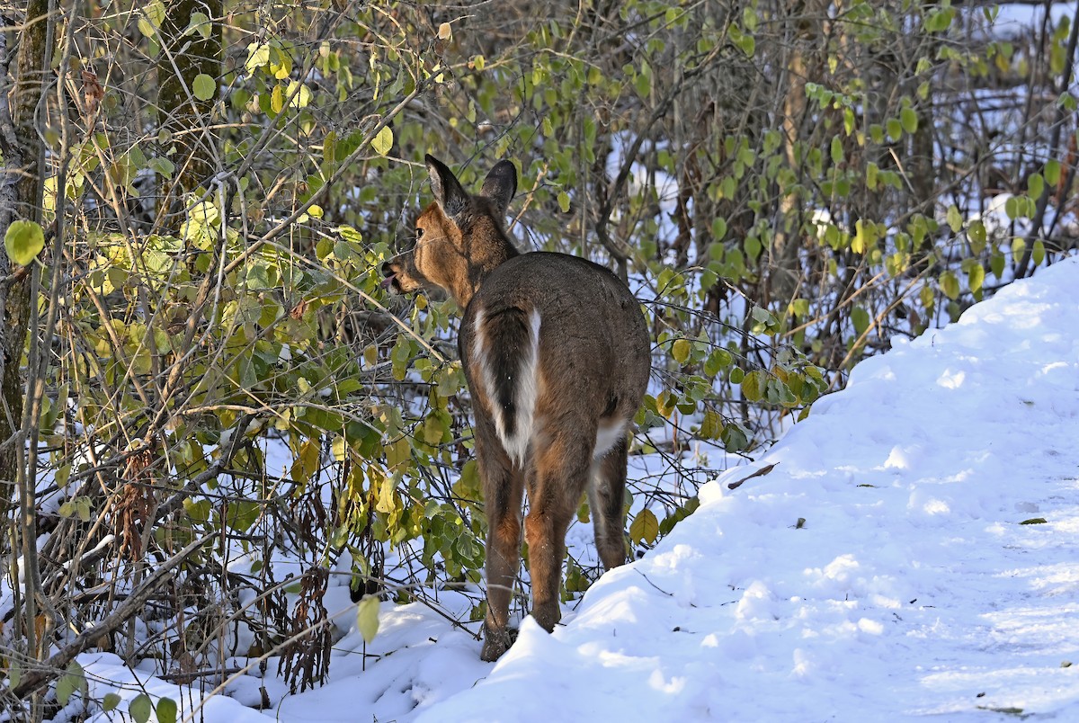 White-tailed Deer - ML645504379
