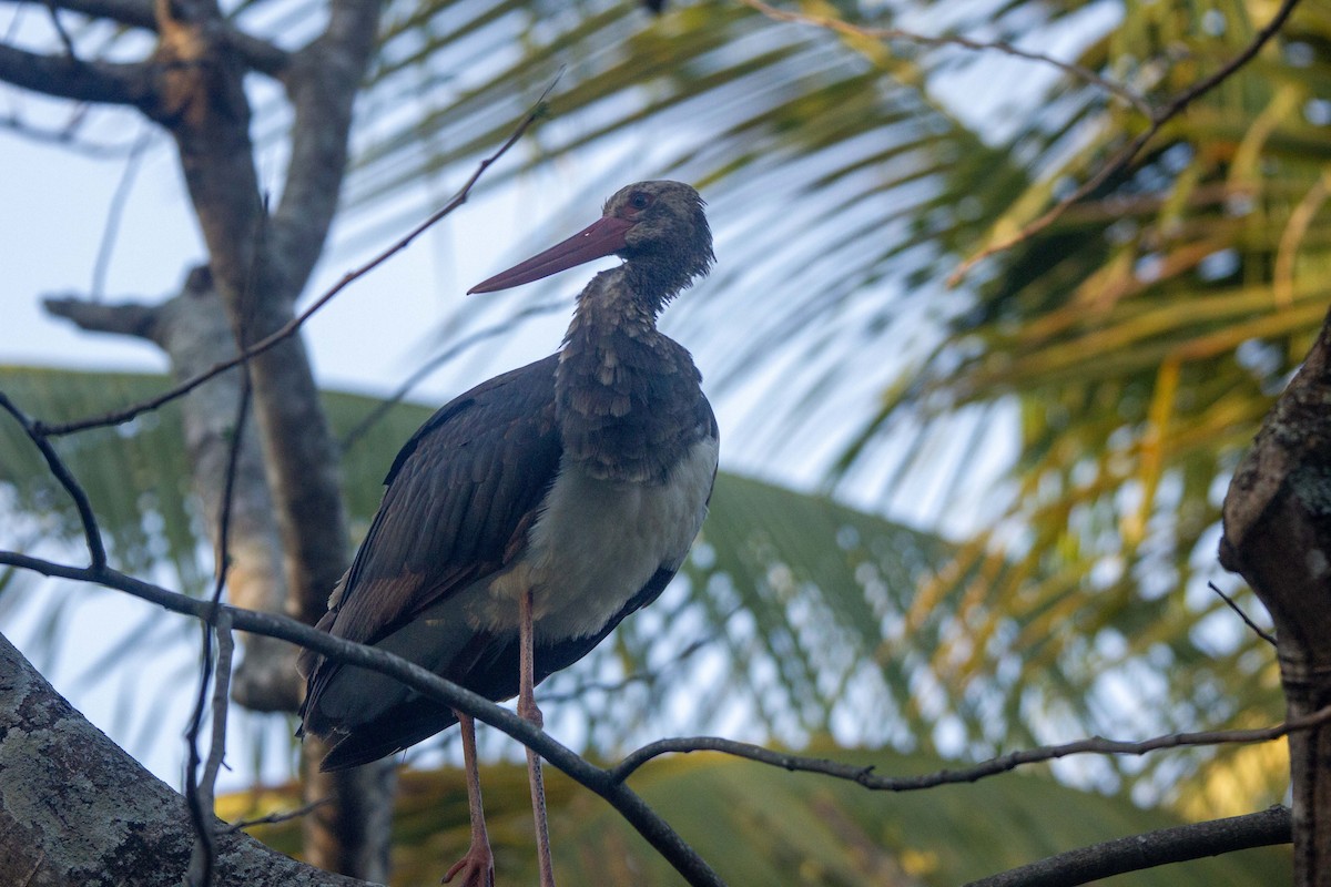 Black Stork - ML645504380