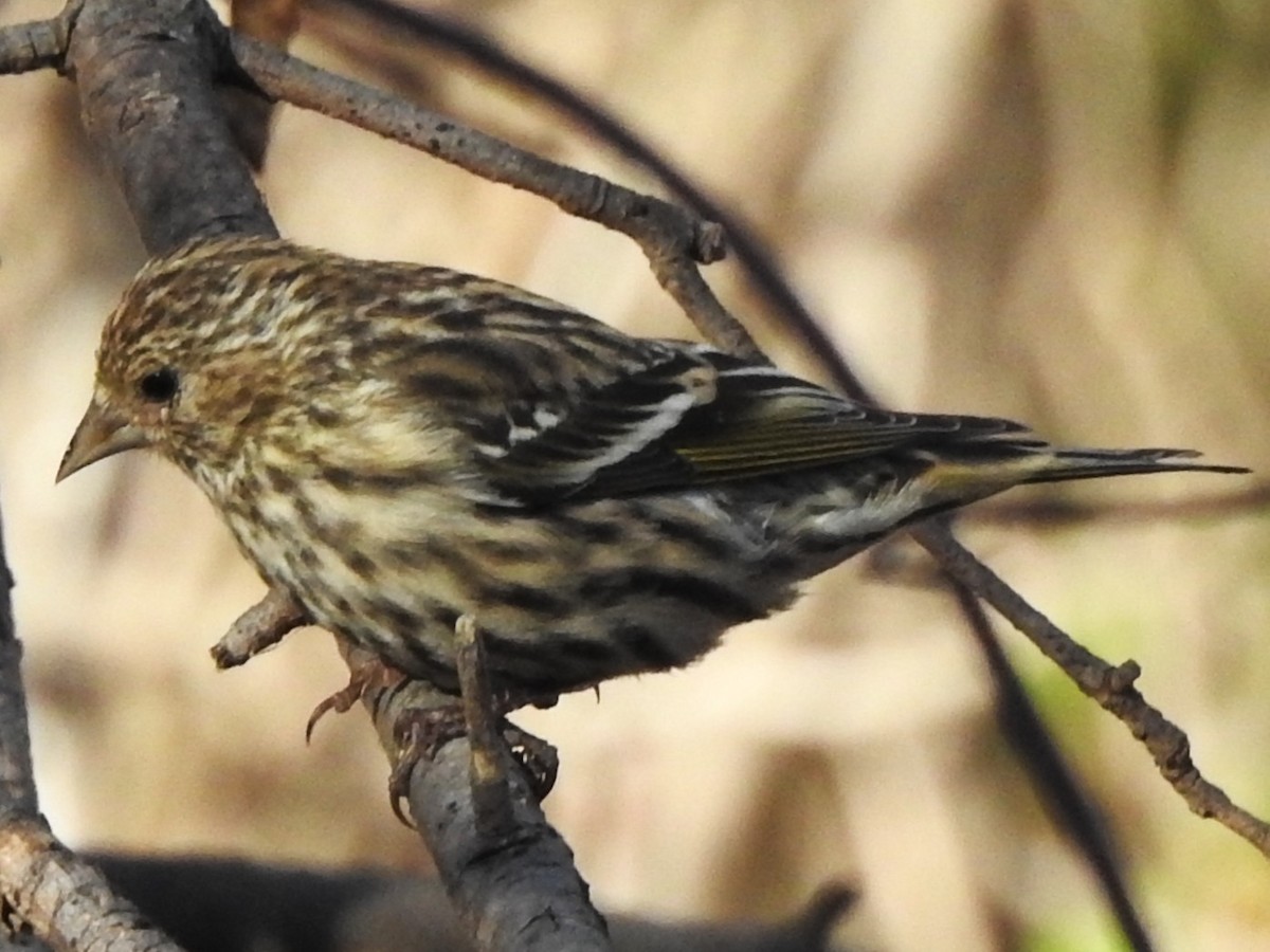 Pine Siskin - ML645504392