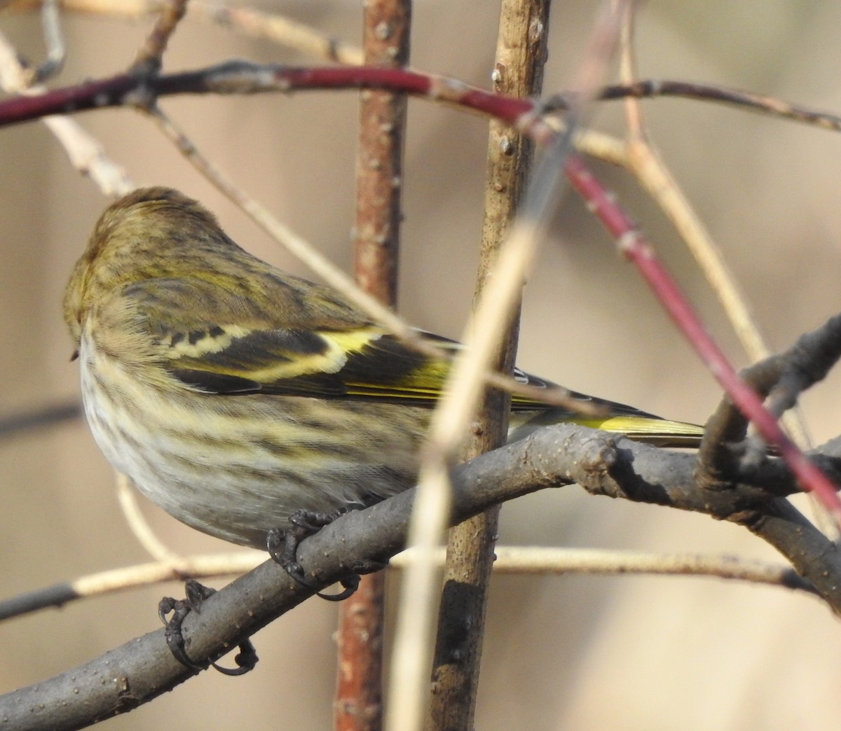 Pine Siskin - ML645504395