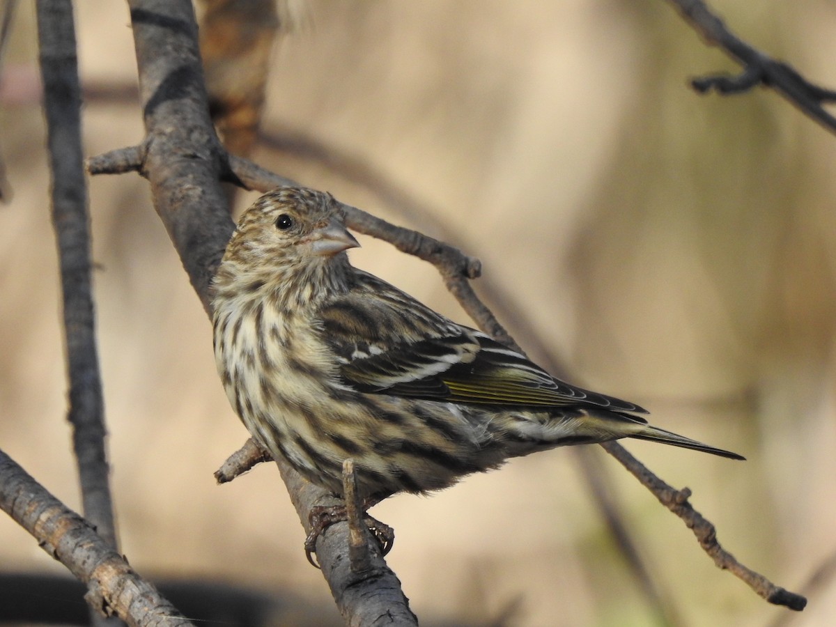 Pine Siskin - ML645504396
