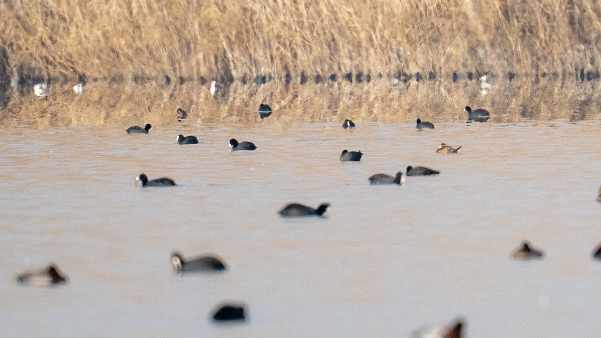 White-headed Duck - ML645504397