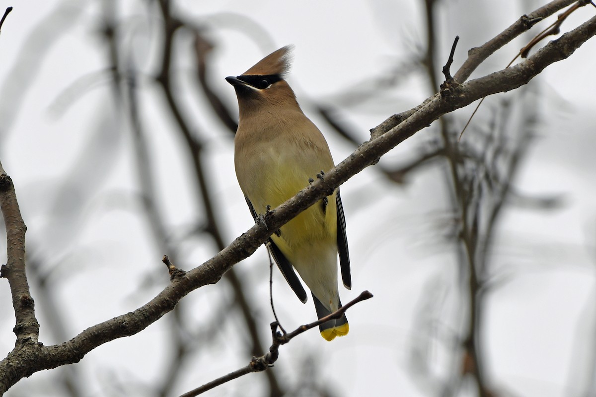 ヒメレンジャク - ML645504413