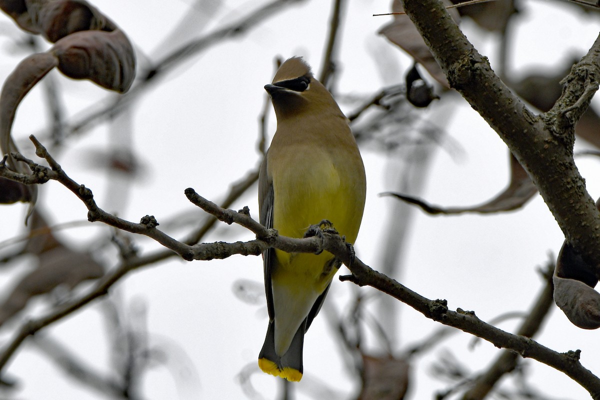 ヒメレンジャク - ML645504414