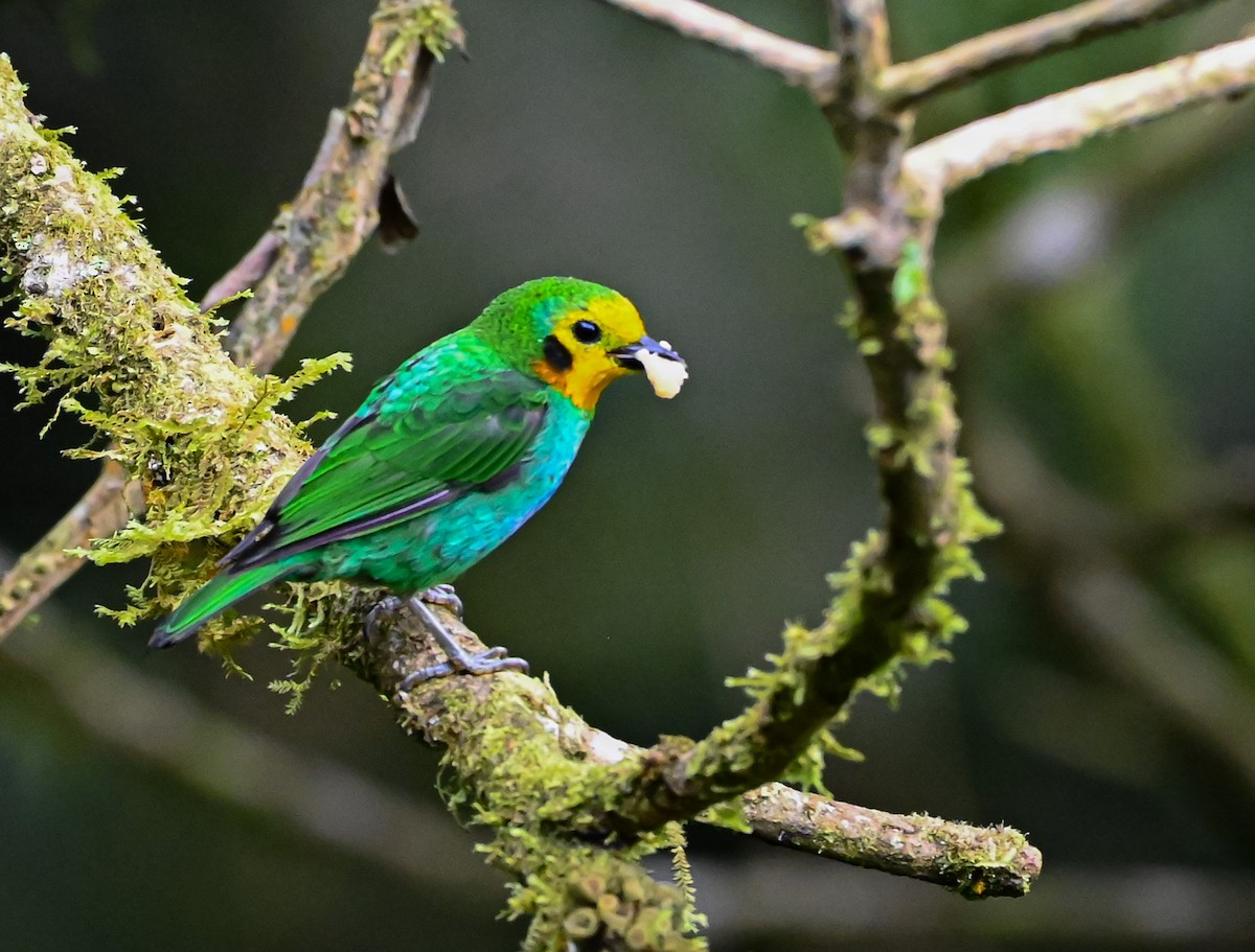 Multicolored Tanager - ML645504416
