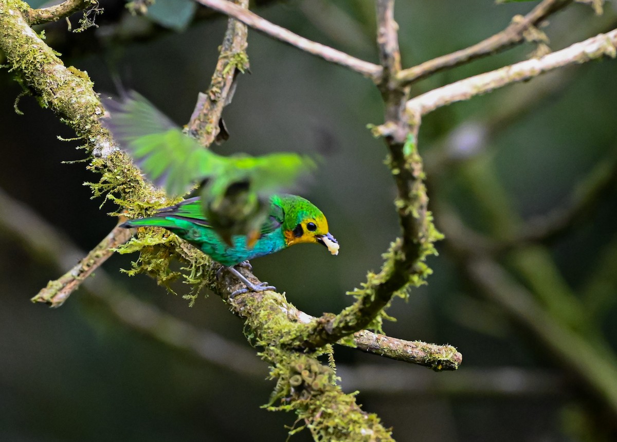 Multicolored Tanager - ML645504417