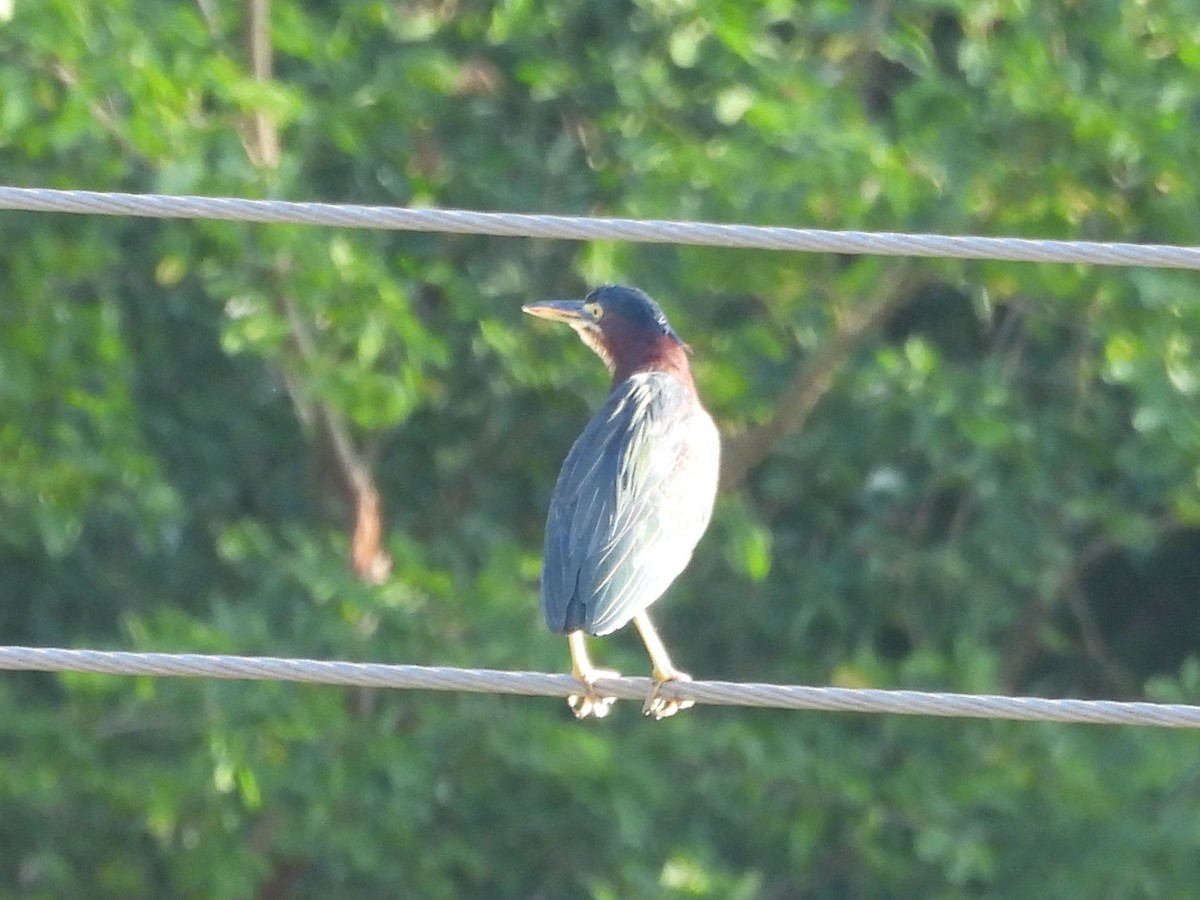 Green Heron - ML645504420