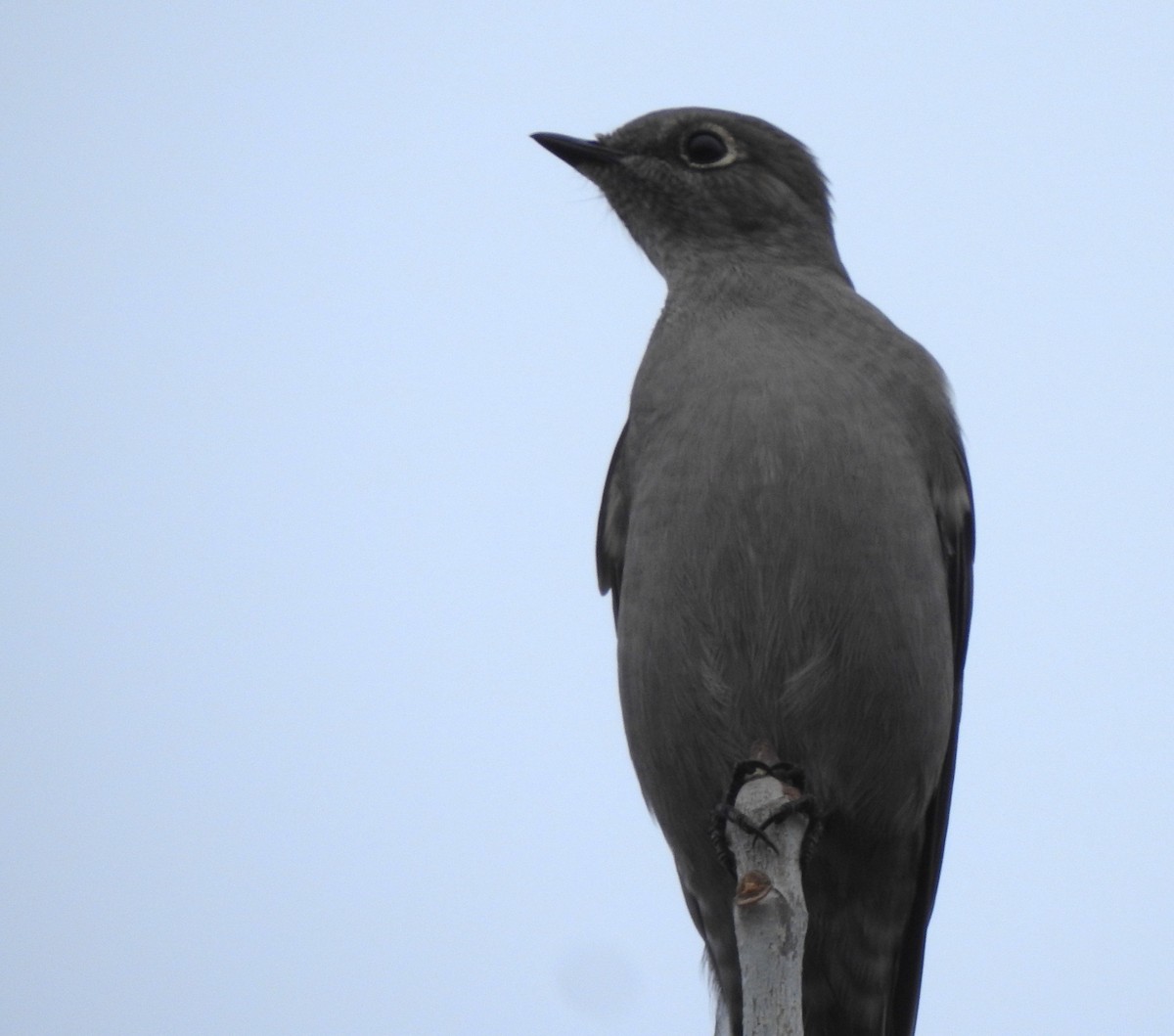 Townsend's Solitaire - ML645504421