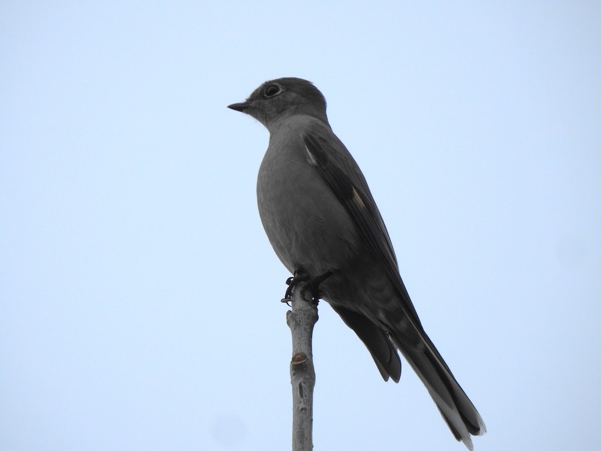 Townsend's Solitaire - ML645504422