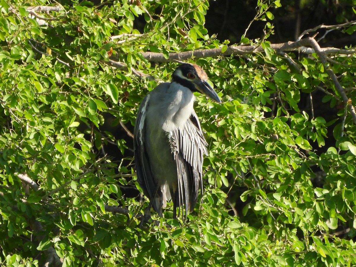 Yellow-crowned Night Heron - ML645504429
