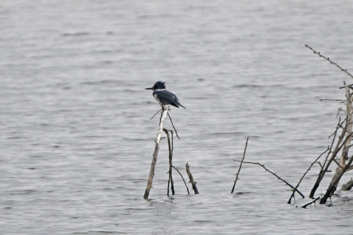 Belted Kingfisher - ML645504435