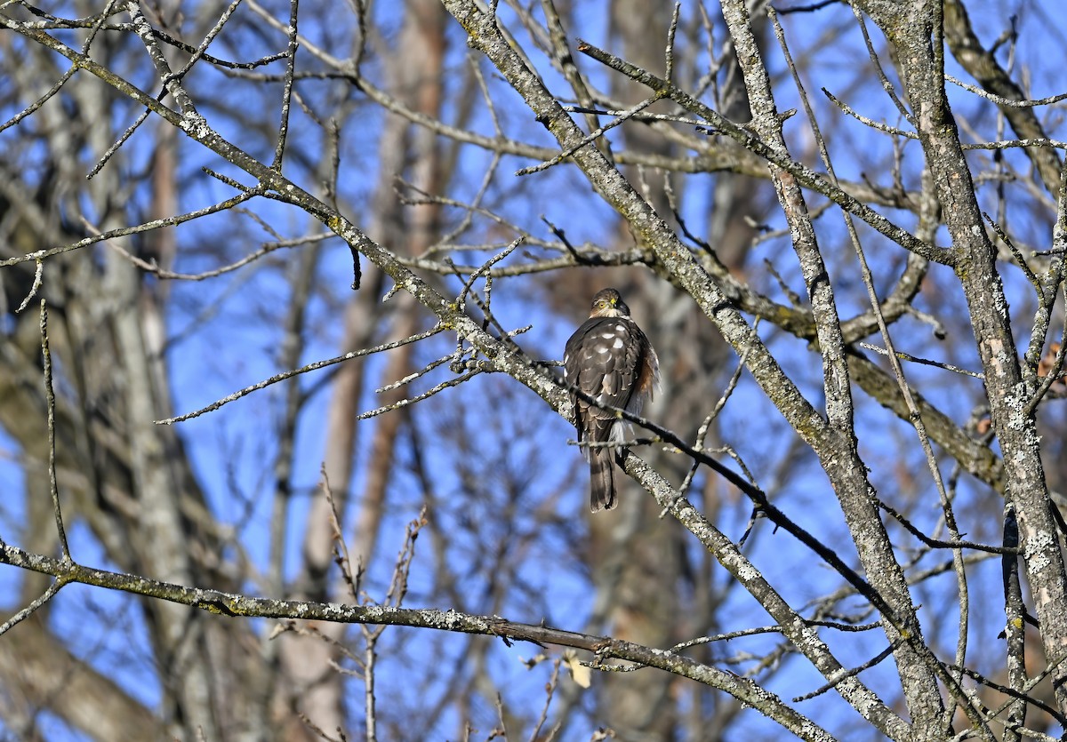 Sharp-shinned Hawk - ML645504437