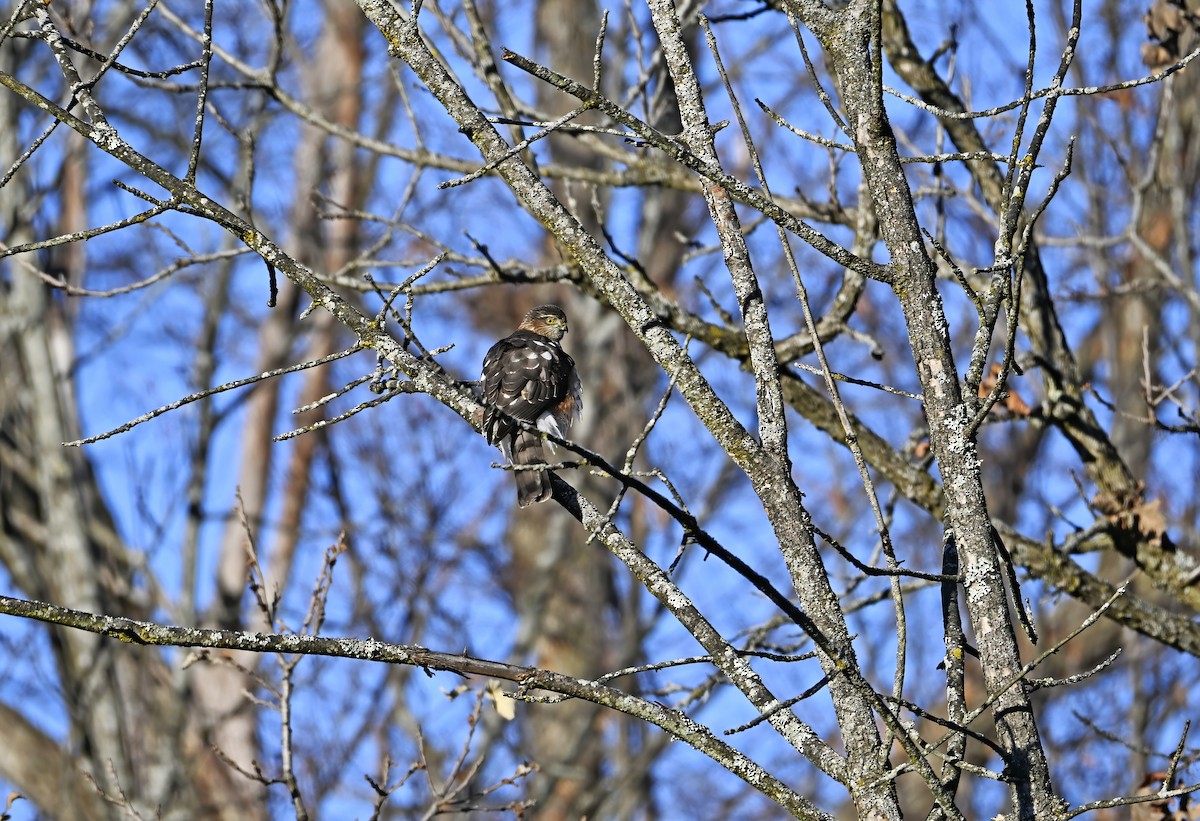 Sharp-shinned Hawk - ML645504438