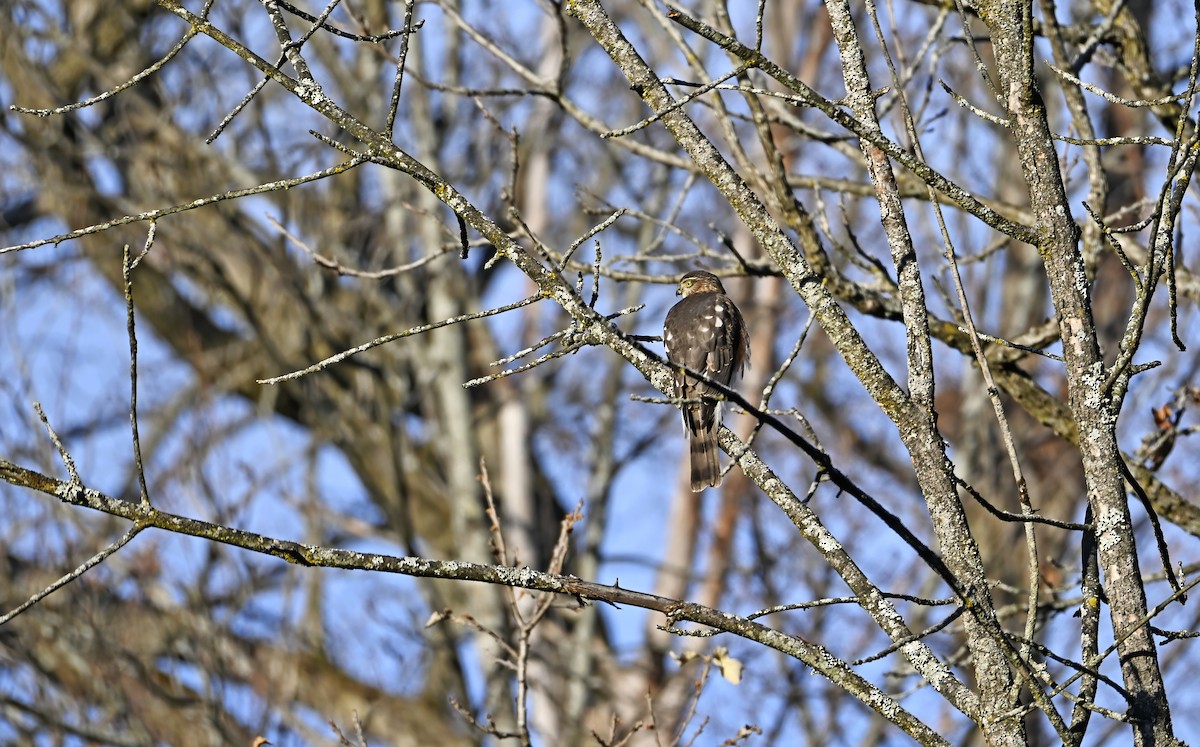 Sharp-shinned Hawk - ML645504439