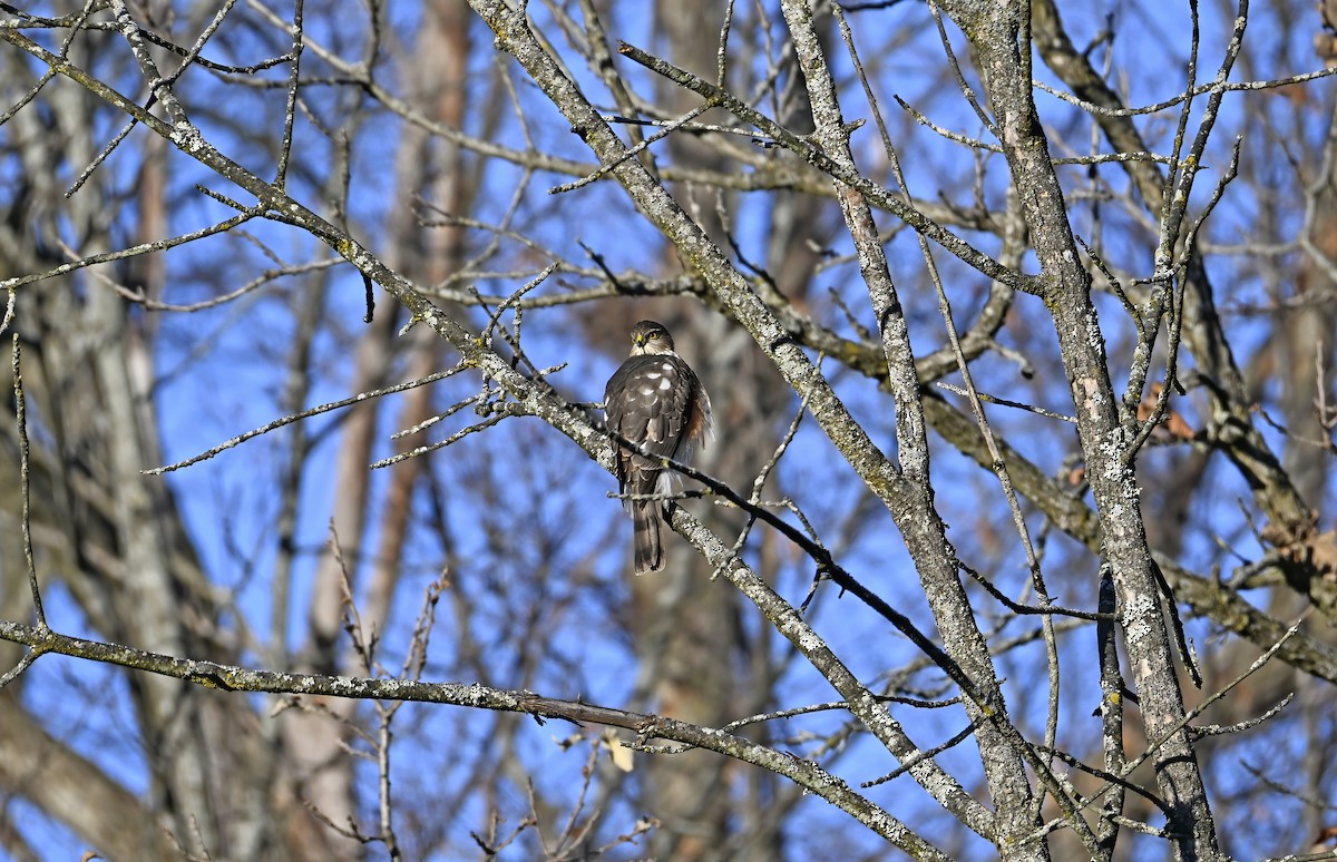 Sharp-shinned Hawk - ML645504440