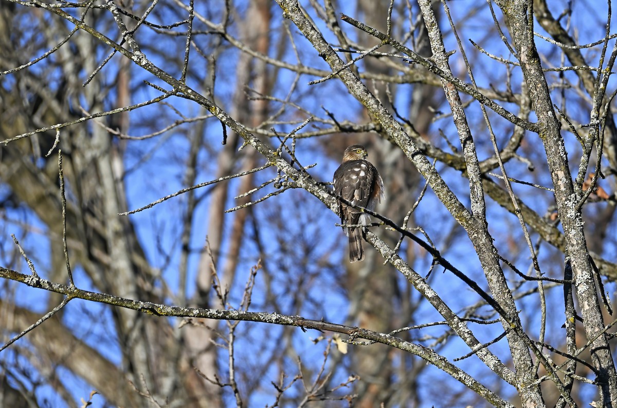 Sharp-shinned Hawk - ML645504441