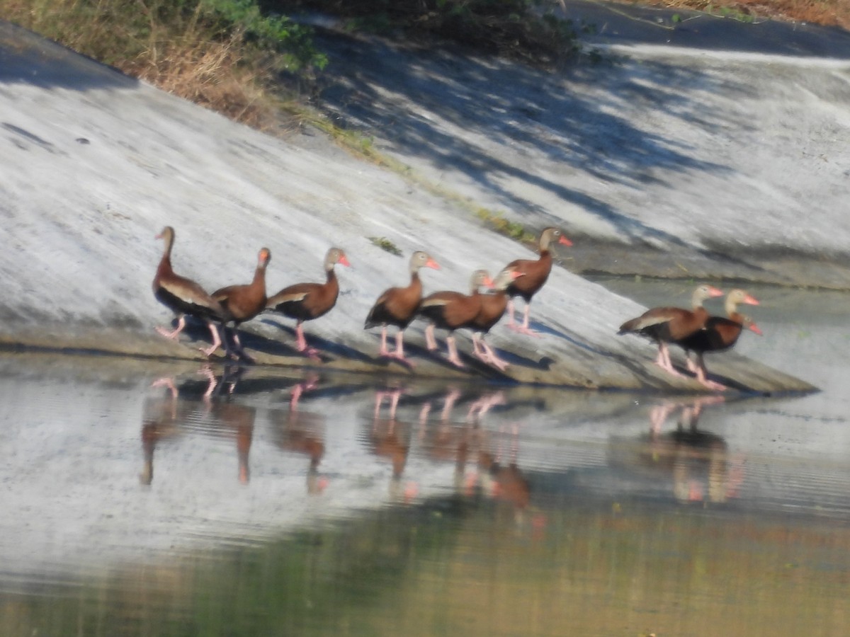 Black-bellied Whistling-Duck - ML645504442