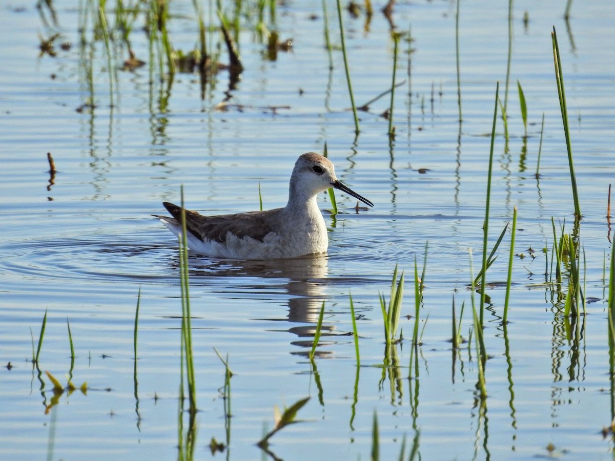 lyskonoh dlouhozobý - ML645504443