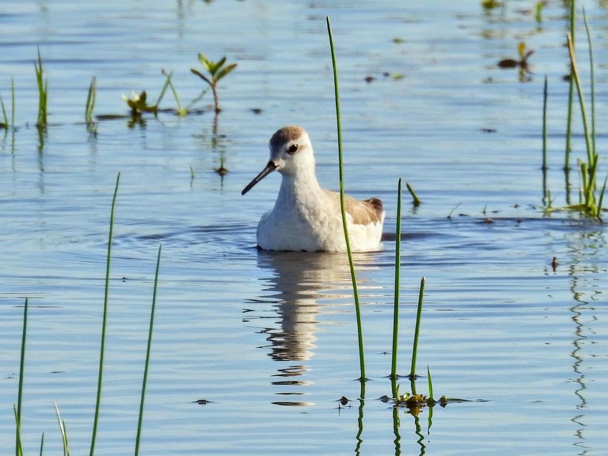 lyskonoh dlouhozobý - ML645504444