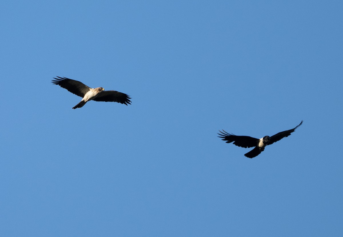 Booted Eagle - ML645504454