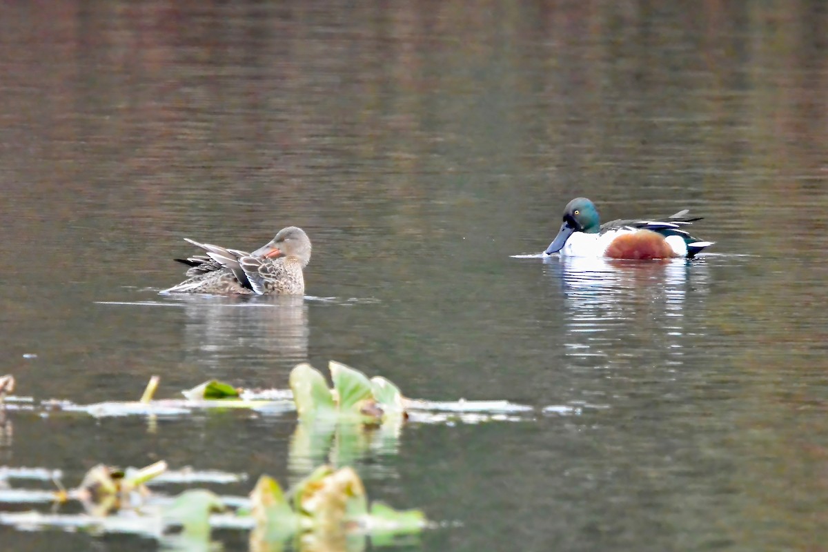 Northern Shoveler - ML645504460