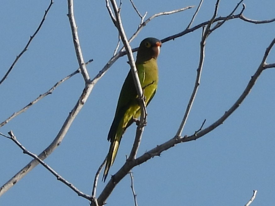 Orange-fronted Parakeet - ML645504468