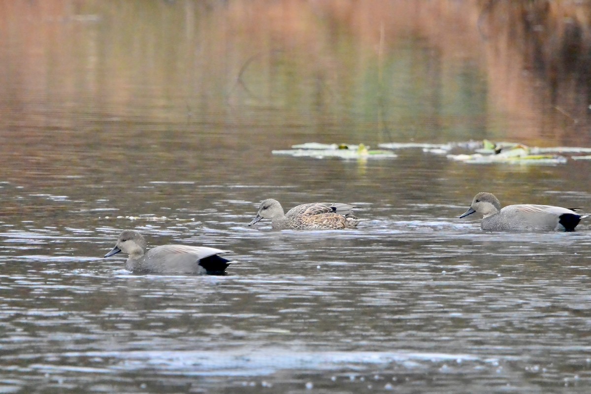 Ipar-ahatea - ML645504469