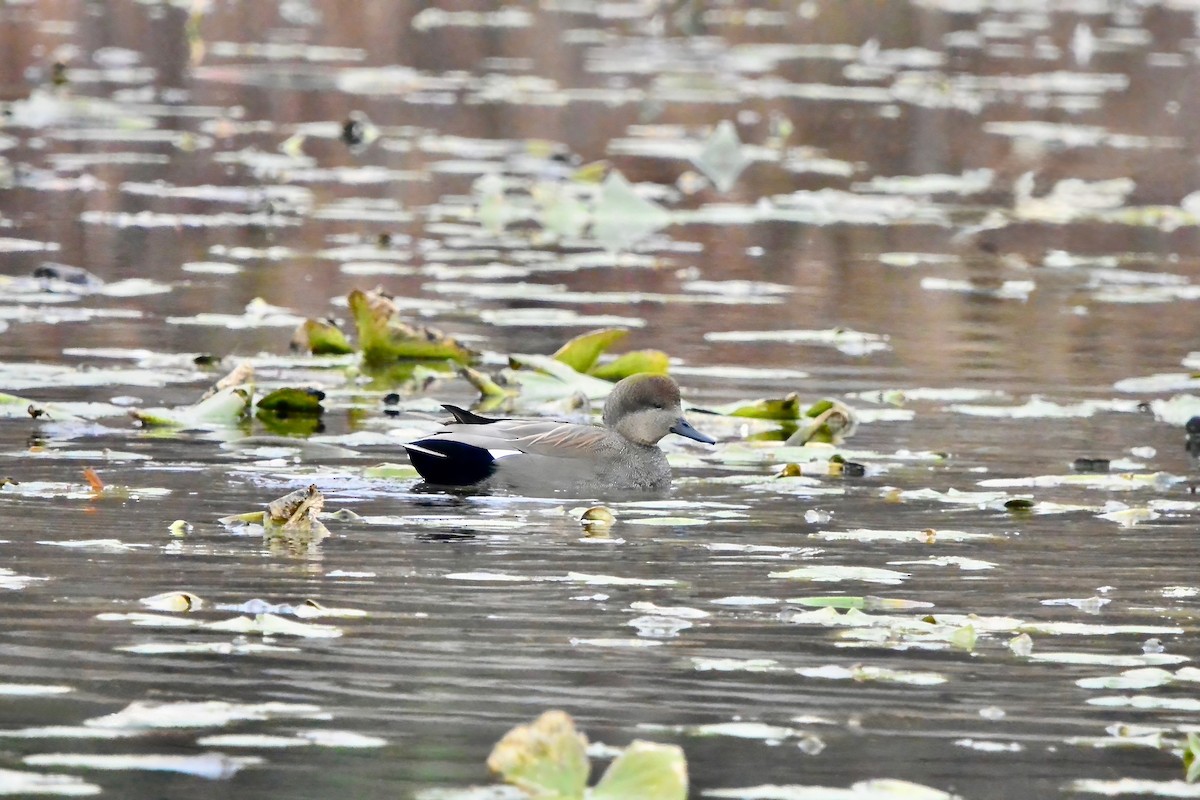 Ipar-ahatea - ML645504470