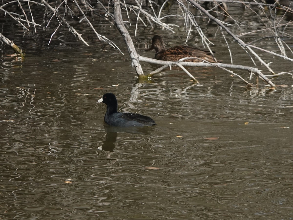 Лиска американська - ML645504471