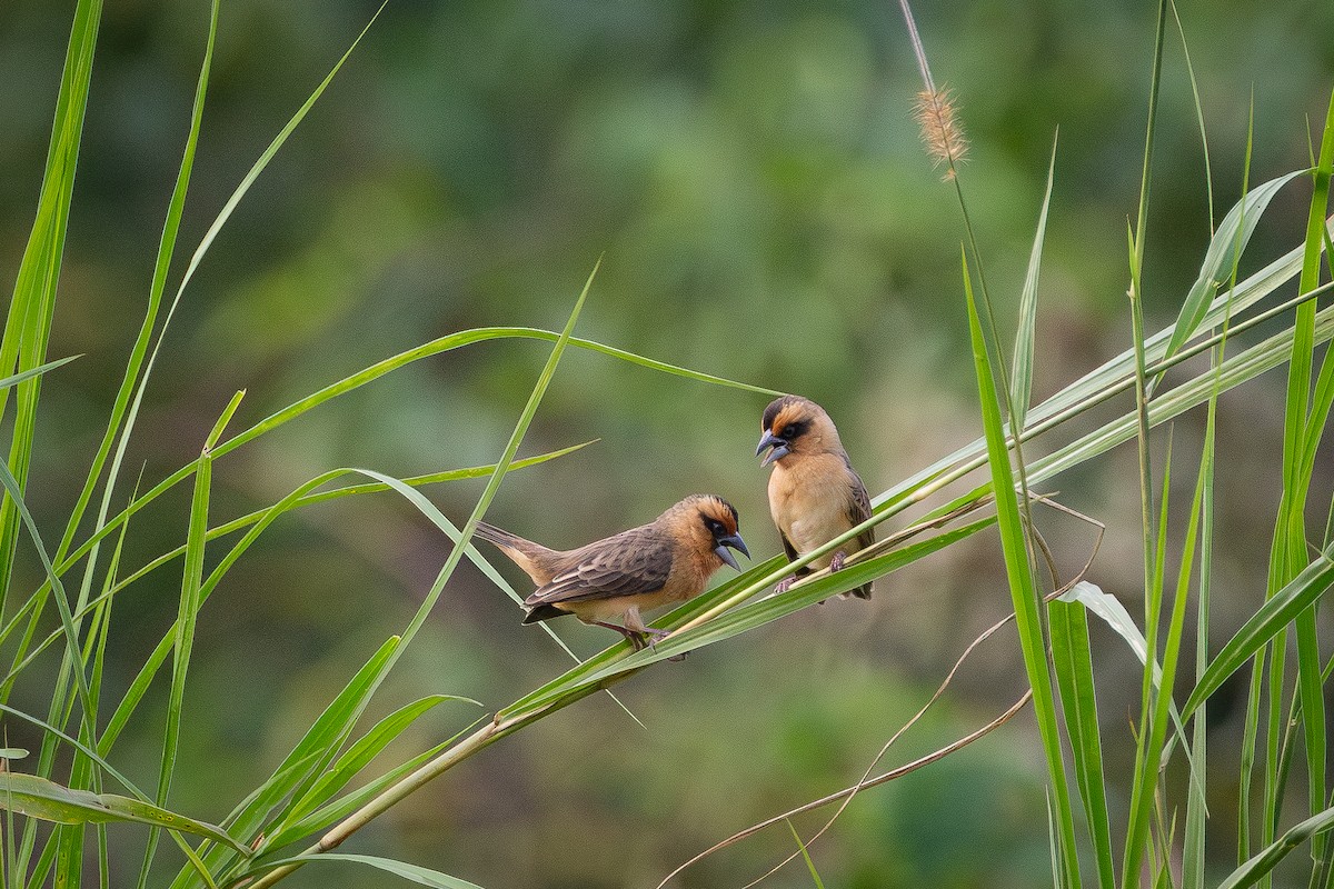 Compact Weaver - ML645504472