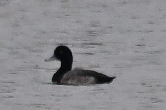 Greater/Lesser Scaup - ML645504473