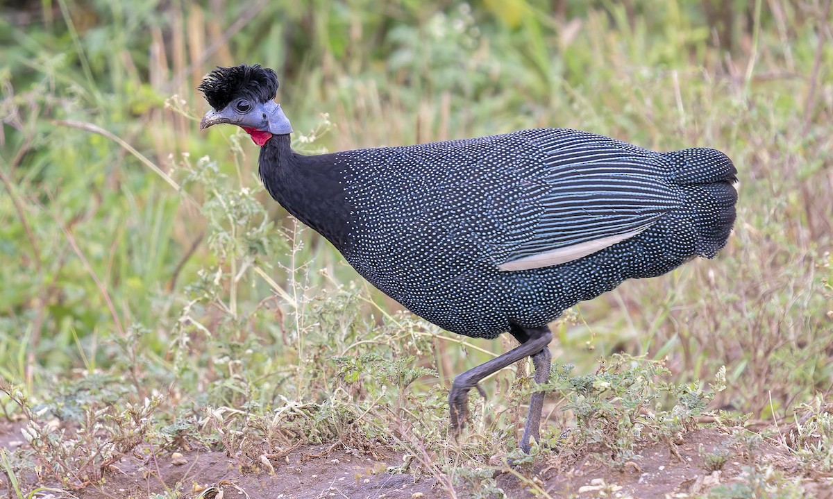 perlička modrolící - ML645504474