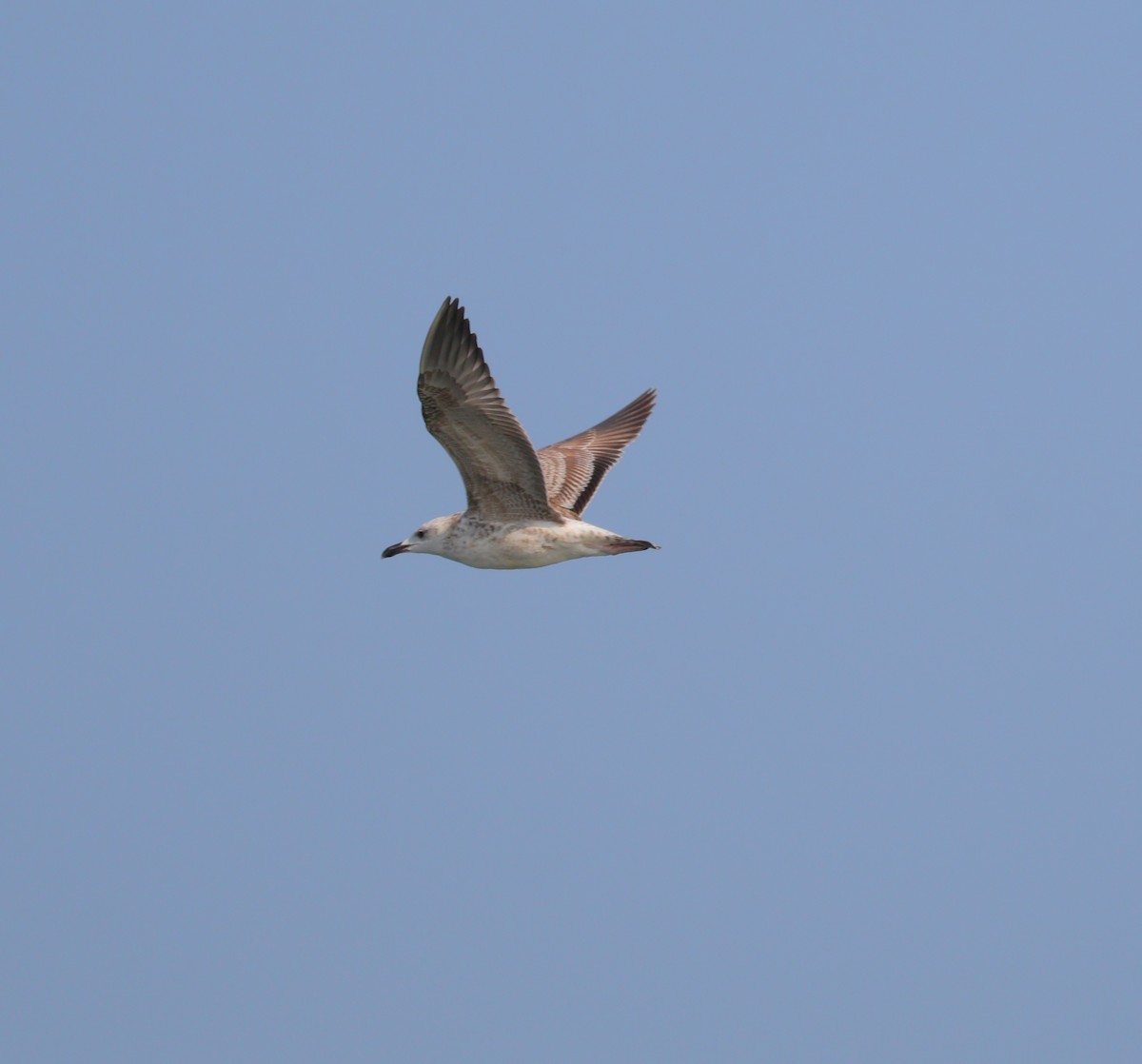 Caspian Gull - ML645504476