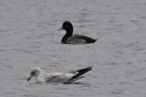 Greater/Lesser Scaup - ML645504479