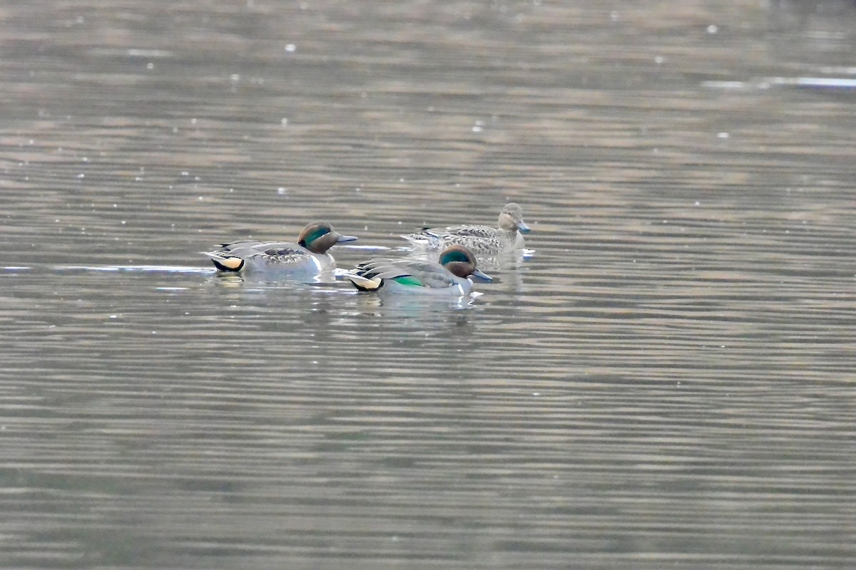 Green-winged Teal - ML645504480