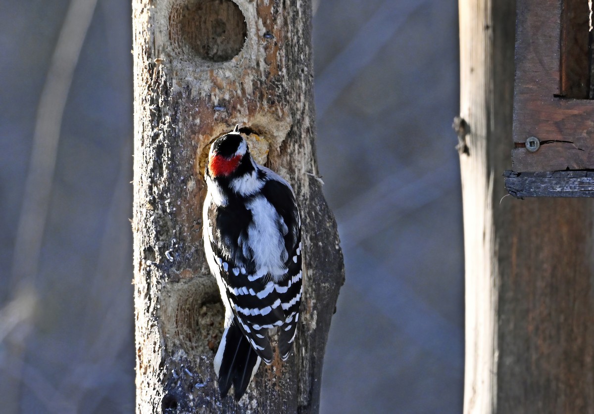 Downy Woodpecker - ML645504481