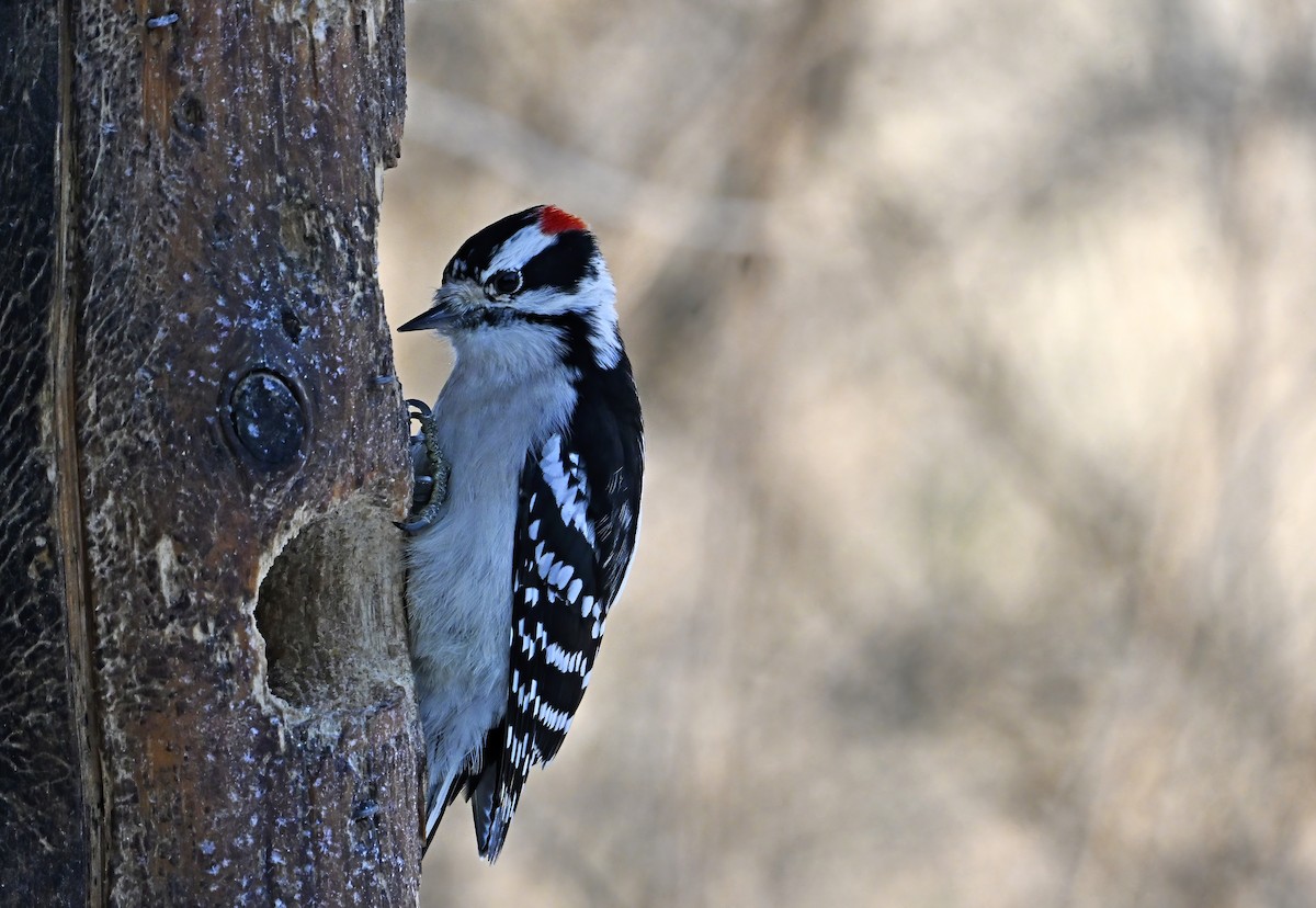 Downy Woodpecker - ML645504482