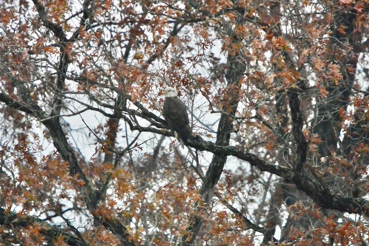 Bald Eagle - ML645504488