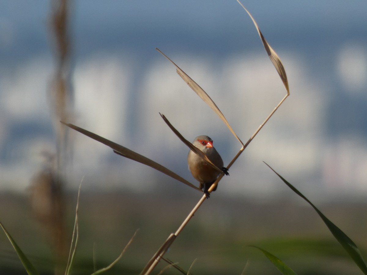 Mumgaga - ML645504489