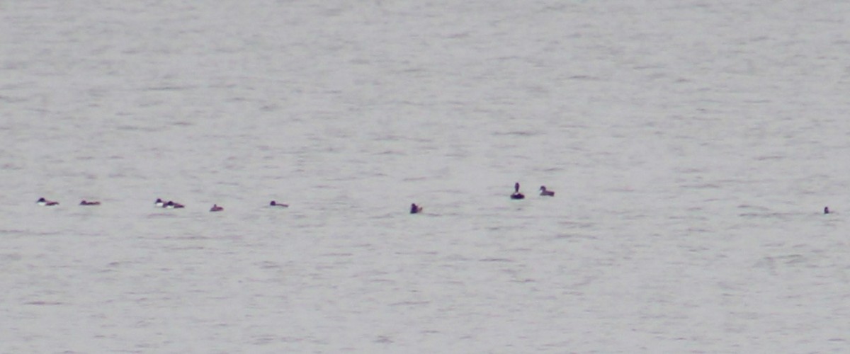 Kaşıkgaga - ML645504491