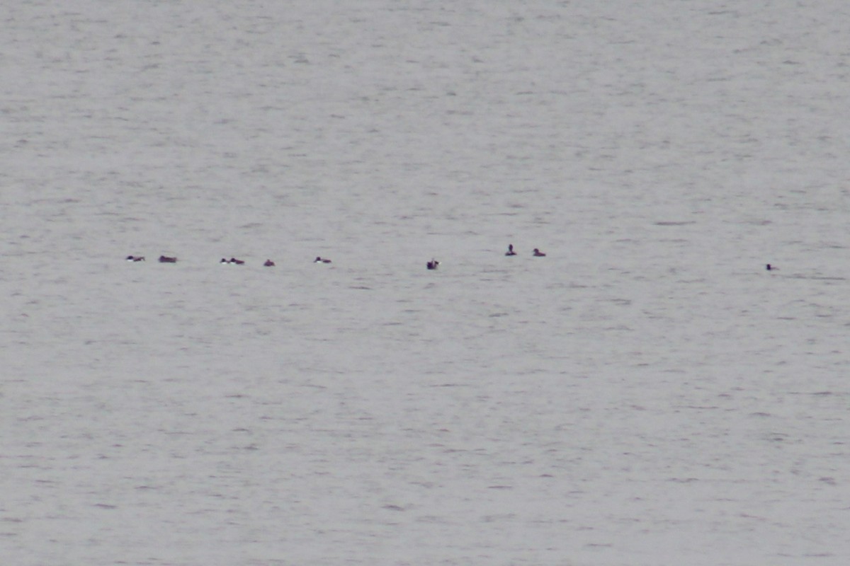 Kaşıkgaga - ML645504492