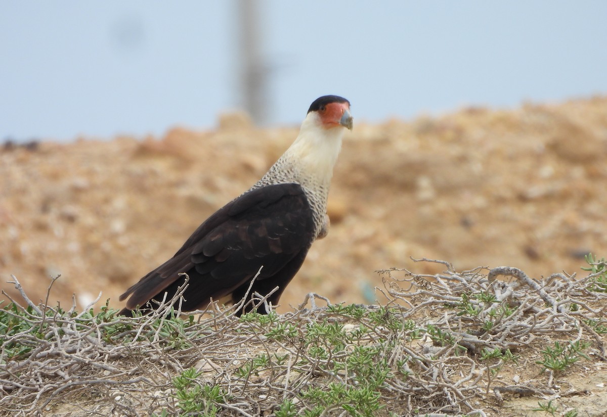 Tepeli Karakara - ML645504493