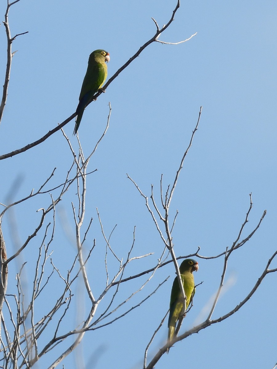 Turuncu Alınlı Papağan - ML645504494
