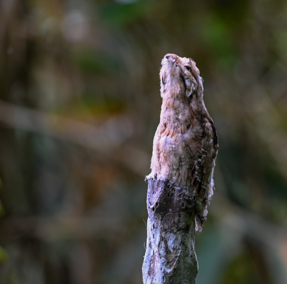 Urutau Putusu - ML645504495