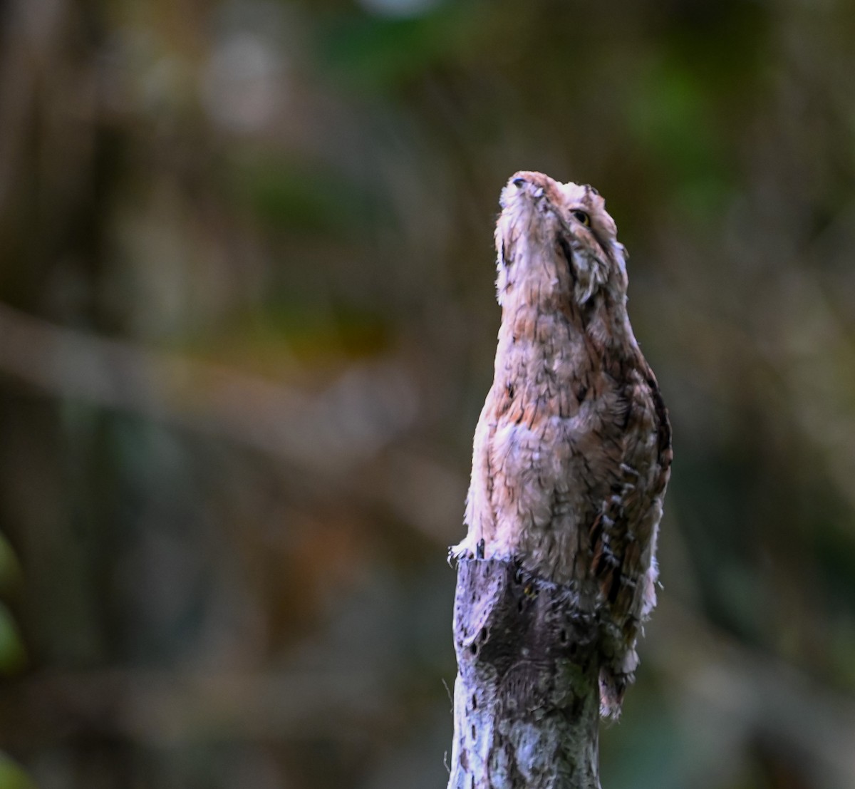 Urutau Putusu - ML645504496