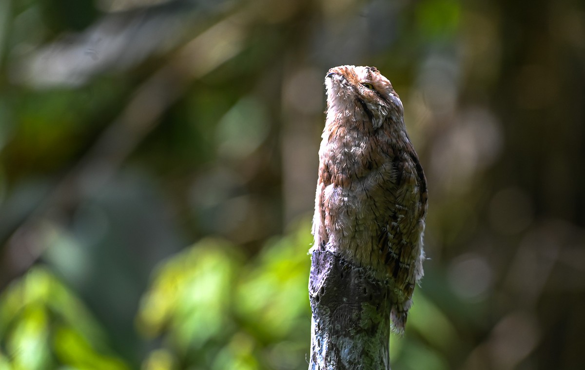 Urutau Putusu - ML645504498